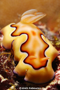 Chromodoris Coi, no cropping. by Erich Reboucas 